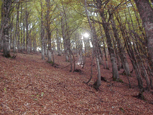 Bosco Monte Arazzecca